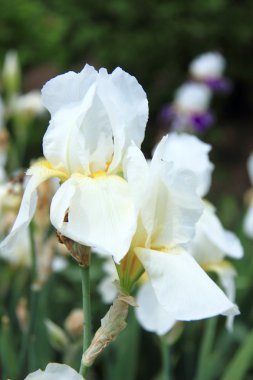 bahar bahçe içinde güzel beyaz süsen