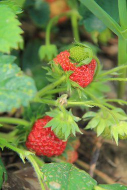 olgun çilek çalı Bahçe