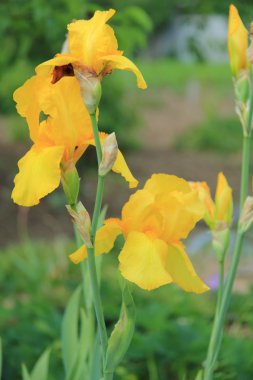 İlkbahar bahçesinde açan bir çiçek.
