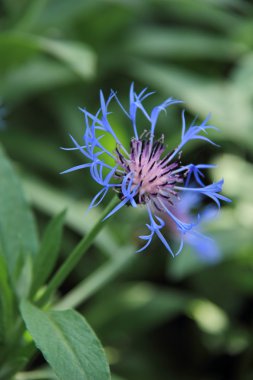 bir Botanik Bahçesi içinde egzotik çiçek