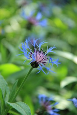 Menekşe orman çiçek