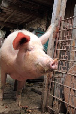 domuz çukuru bir çiftlikte içinde açık