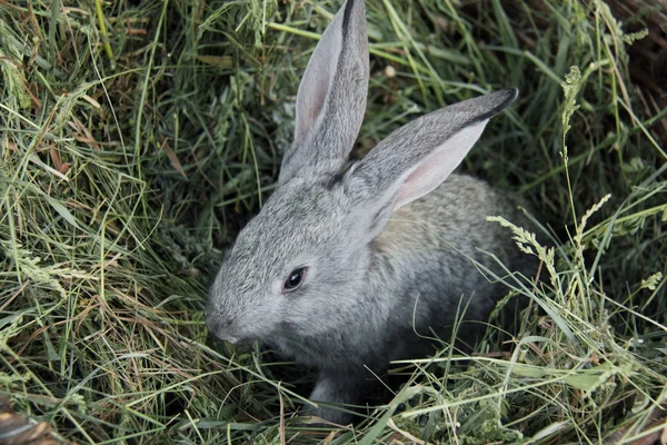 Hermoso conejito sentado en la hierba al aire libre — Foto de Stock