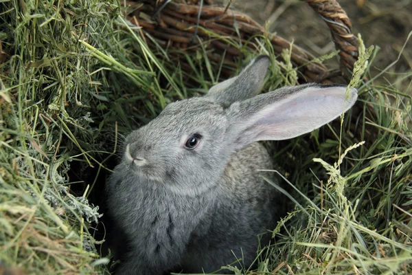 屋外の芝生に座って美しい小さなウサギ — ストック写真