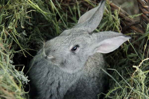 Belo coelhinho sentado na grama ao ar livre — Fotografia de Stock