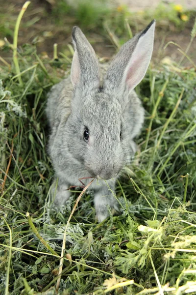 Beautiful little rabbit sitting in the grass outdoors — Stock Photo, Image