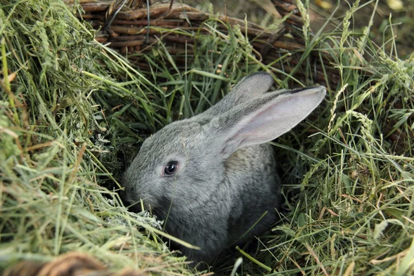 Hermoso conejito sentado en la hierba al aire libre — Foto de Stock