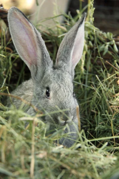 Hermoso conejito sentado en la hierba al aire libre — Foto de Stock