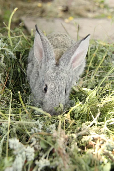 屋外の芝生に座って美しい小さなウサギ — ストック写真