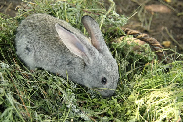 Красивый маленький кролик сидит в траве на открытом воздухе — стоковое фото