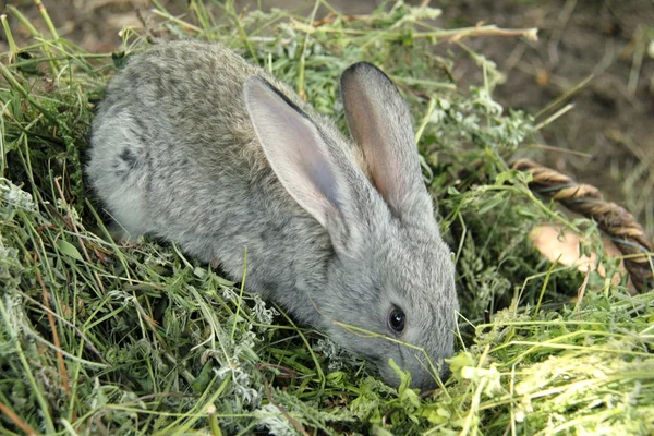 Hermoso conejito sentado en la hierba al aire libre —  Fotos de Stock