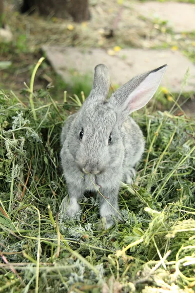 屋外の芝生に座って美しい小さなウサギ — ストック写真