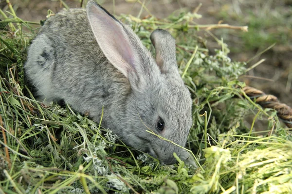 Beau petit lapin assis dans l'herbe à l'extérieur — Photo