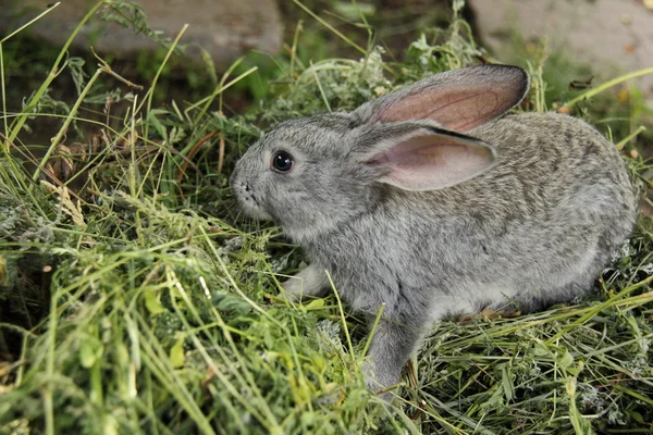 Piękny mały królik, siedząc na trawie, na zewnątrz — Zdjęcie stockowe