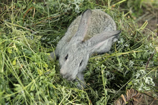 Beau petit lapin assis dans l'herbe à l'extérieur — Photo