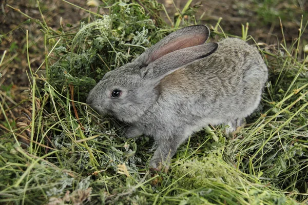Красивый маленький кролик сидит в траве на открытом воздухе — стоковое фото
