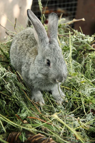 Krásný králíček sedící v trávě venku — Stock fotografie