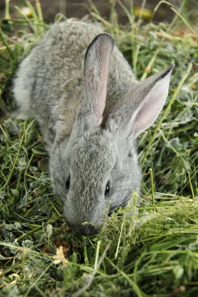 Hermoso conejito sentado en la hierba al aire libre — Foto de Stock