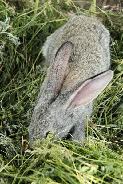 Beautiful little rabbit sitting in the grass outdoors — Stock Photo, Image