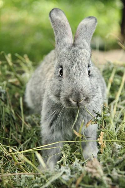 Hermoso conejito sentado en la hierba al aire libre — Foto de Stock