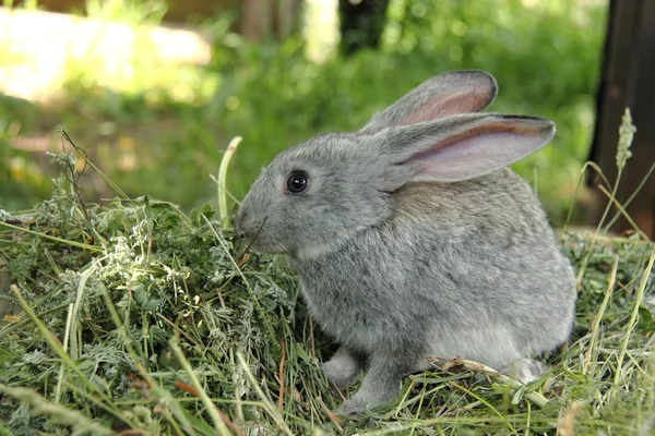 屋外の芝生に座って美しい小さなウサギ — ストック写真