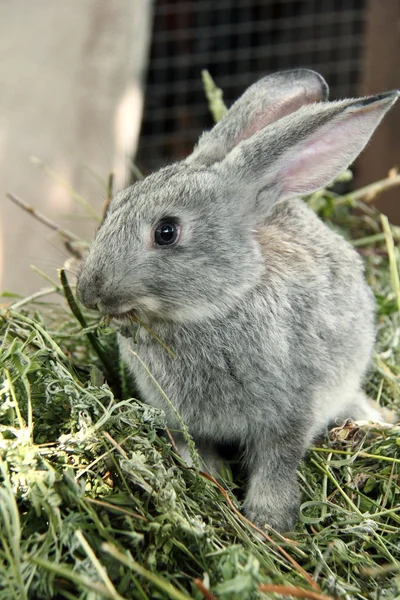 Beautiful little rabbit sitting in the grass outdoors — Stock Photo, Image