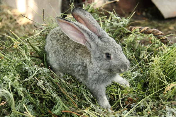 Vackra lilla kanin sitter i gräset utomhus — Stockfoto