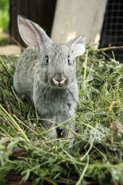 屋外の芝生に座って美しい小さなウサギ — ストック写真