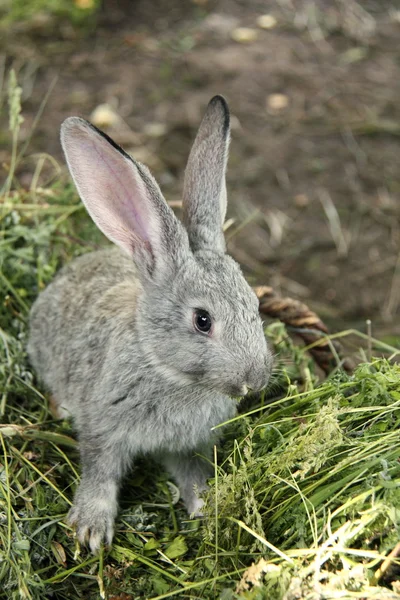 Beau petit lapin assis dans l'herbe à l'extérieur — Photo