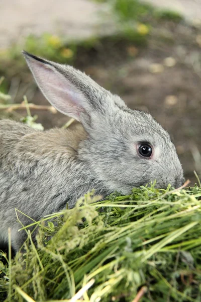 Small rabbit sitting in the grass and eats in the Ukrainian village — Stock Photo, Image