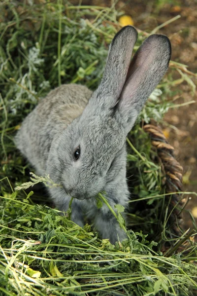 Conejo gris comiendo hierba al aire libre —  Fotos de Stock