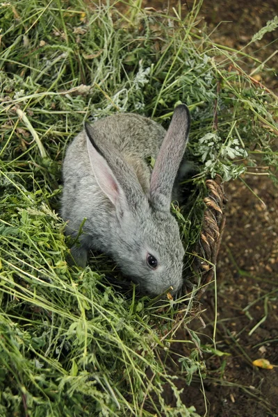 Gray rabbit eating grass outdoors — Stock Photo, Image