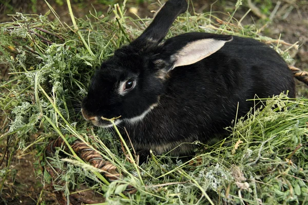 Czarny królik siedział w koszyk z trawy na zewnątrz — Zdjęcie stockowe