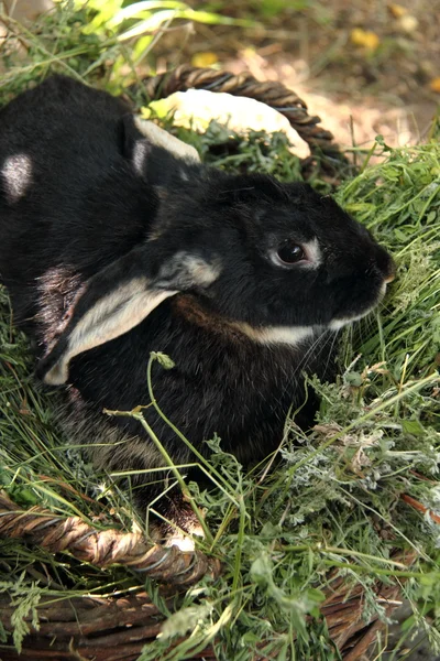 Schwarzer Hase sitzt im Korb mit Gras im Freien — Stockfoto
