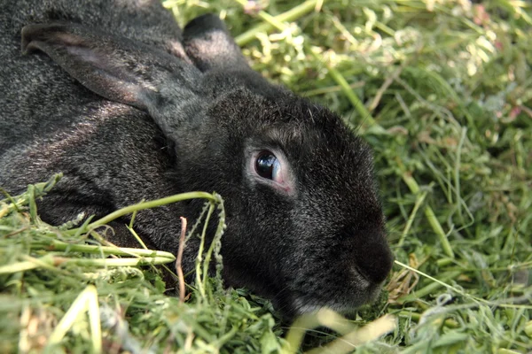 Svart bunny sitter i korgen med gräs utomhus — Stockfoto