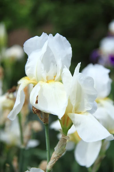 Frisse heldere irissen in een zomertuin buitenshuis — Stockfoto