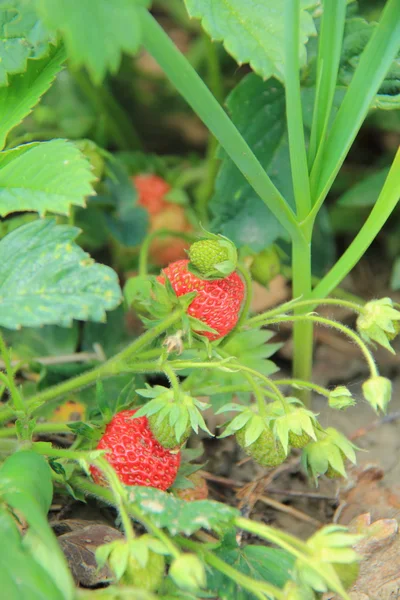 Bush of fresh red strawberry — Stock Photo, Image