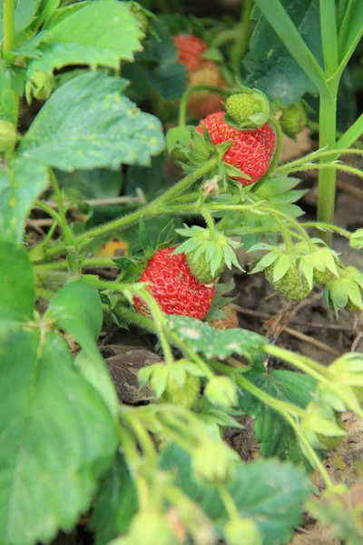 一丛丛鲜红草莓 — 图库照片