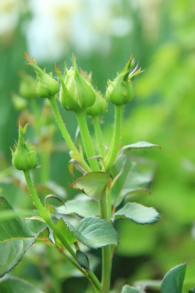 Unopened flower buds of roses — Stock Photo, Image