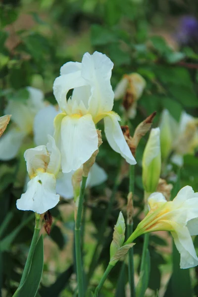 Mooie witte irissen in lentetuin — Stockfoto