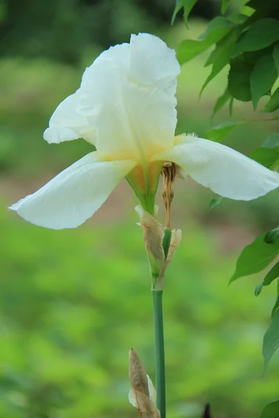 Beautiful white irises in spring garden — Stock Photo, Image