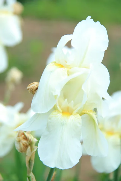 Beautiful white irises in spring garden — Stock Photo, Image