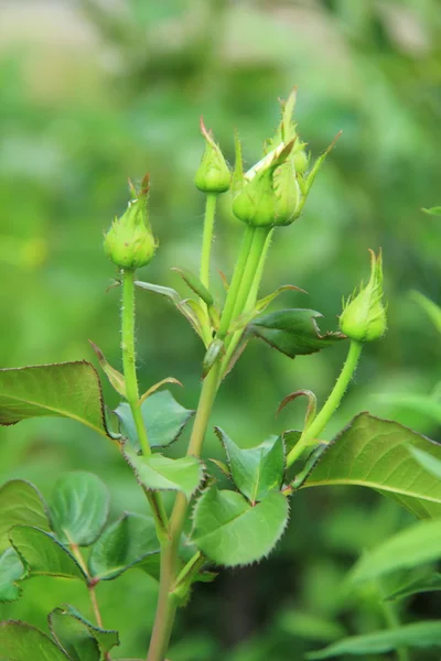 Brotes de flores sin abrir de rosas — Foto de Stock