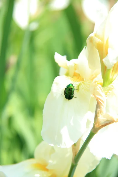 Green beetle sits on a white iris in the garden — Stock Photo, Image