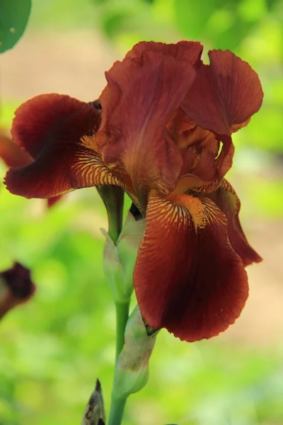 Iris bloem bloeiende in een voorjaar tuin — Stockfoto