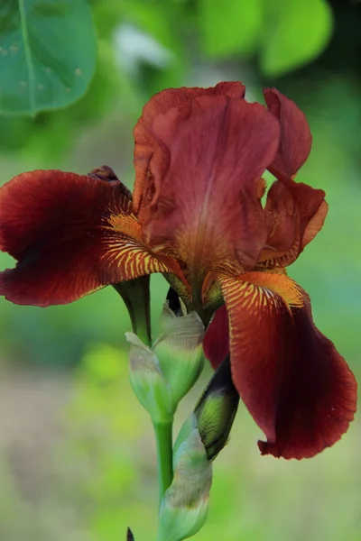 Fiore di iris che fiorisce in un giardino primaverile — Foto Stock