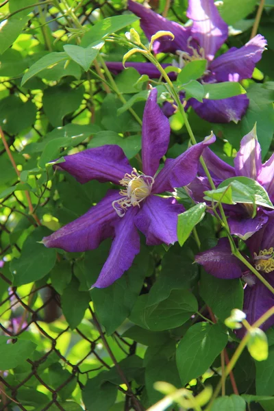 Violet forest flower — Stock Photo, Image