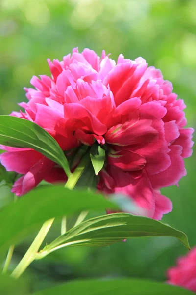 庭のピンク牡丹の花 — ストック写真