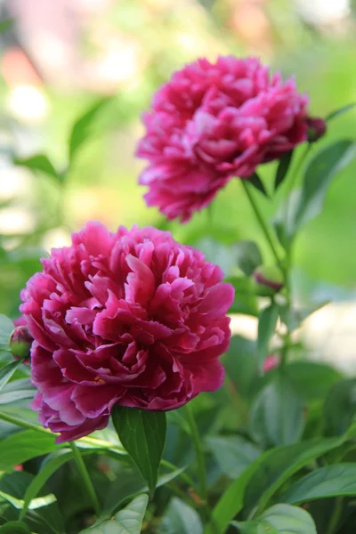 庭のピンク牡丹の花 — ストック写真