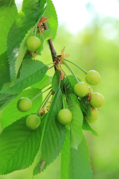 Green unripe berries on a tree in spring garden outdoors — Stock Photo, Image